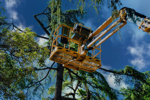 Trusted Lodi, OH Tree Removal and Landscaping Services Experts